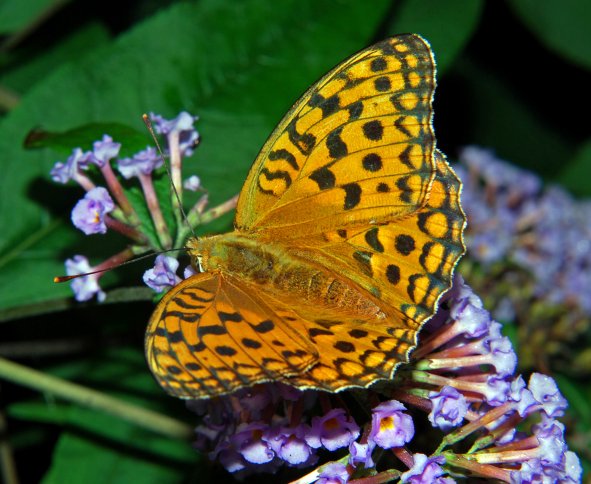 Argynnis (Fabriciana) adippe